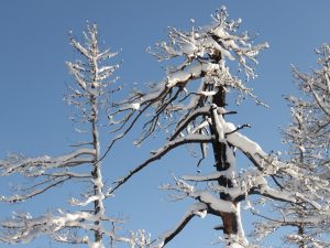 9 burned trees (Solstice 2019)