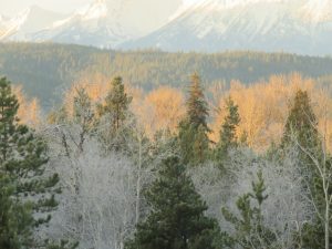 9 frosty at last (November)