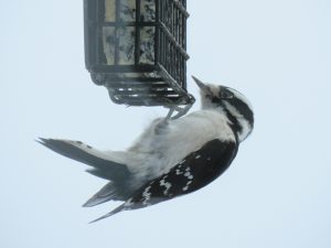 downy best (November)