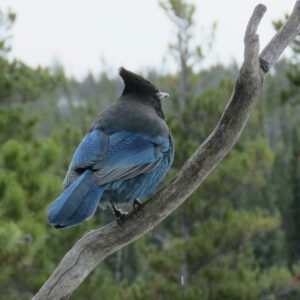 stellars better (November)