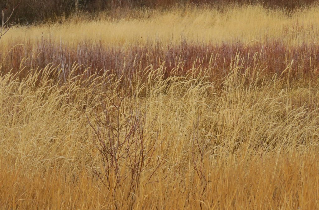 Lonesome Memoirs of a Wilderness Dog