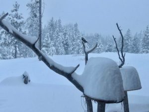 18 3 Jan bird feeders (You Get What You Wish For)