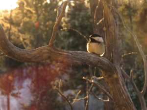 6 clear pic (You Get What You Wish For)