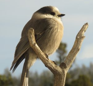 6a grey jay (You Get What You Wish For)
