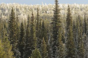 9 spruce (You Get What You Wish For)