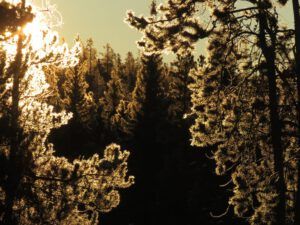 1 backlit trees (Into February)
