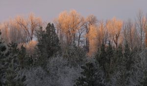 11-fog (Candlemass Day)