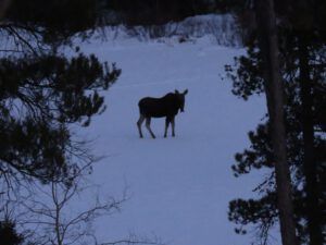 20 moose 1 (Into February)