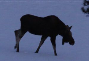 22 moose 2 (Into February)