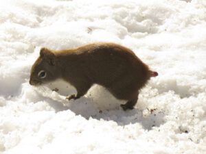 bob squirrel 1 (Into February)