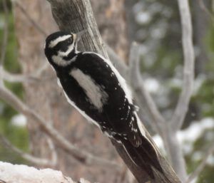 3-downy (Candlemass Day)