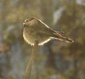 6-frosty-chick (Candlemass Day)