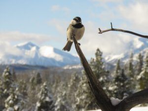 7 chick (Into February)