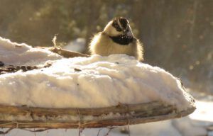 8-chick-on-feeder (Candlemass Day)
