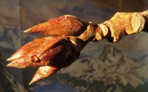 cottonwood bud (Happy Corona Equinox)