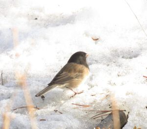 21 junco (Happy Corona Equinox)