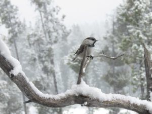 9 mt chick more snow (Happy Corona Equinox)