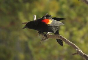 RW BB (Happy Corona Equinox)