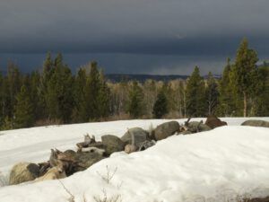 8 another snowstorm (Fourteen Days)