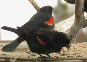 11 flashers 1 (Fourteen Days)