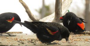 12 flashers 2 (Fourteen Days)