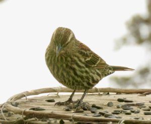 17 Mrs redwing (Fourteen Days)