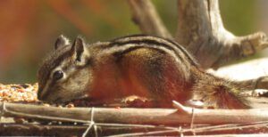 18 chipmunk (Fourteen Days)