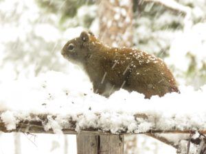 2 b Bob (Fourteen Days)