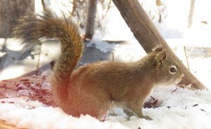 2 fluffy (Fourteen Days)