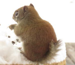 3 half-tail. (Fourteen Days)