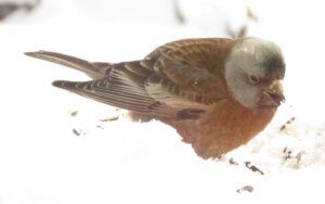 5 finch 1 (Fourteen Days)