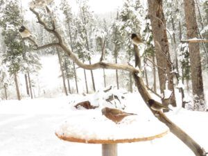 6 finch 2 (Fourteen Days)