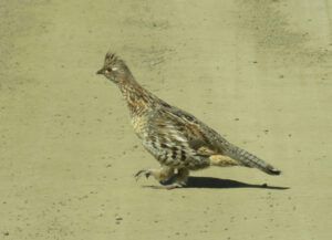 10 grouse (Freedom Day)