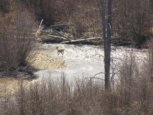 13 wt deer (The Second Pandemic Volunteers)
