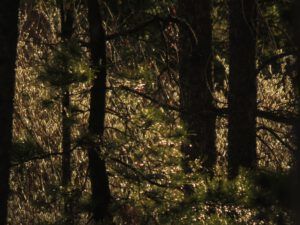 27a rain. (The Second Pandemic Volunteers)