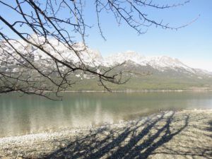 6 cottonwood twigs (Freedom Day)