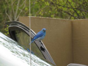 bluebird 2 (The Second Pandemic Volunteers)