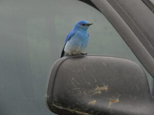 bluebird 3 (The Second Pandemic Volunteers)