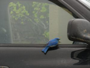 bluebird 4 (The Second Pandemic Volunteers)