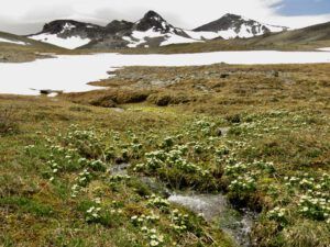 C2 globe flower best (Perkins Peak June 25)