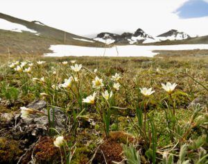 C4 alp lily (Perkins Peak June 25)