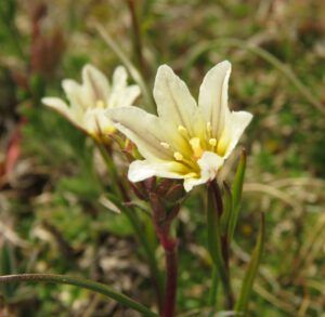 C5 alp lily close (Perkins Peak June 25)
