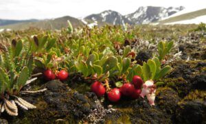 C6 kinnikinnik berries (Perkins Peak June 25)