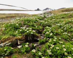 C7 MMM (Perkins Peak June 25)