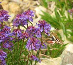 D1 h-b hawk moth (Perkins Peak June 25)