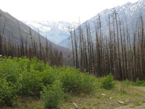 a3 burned forest (Perkins Peak June 25)