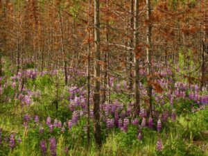 ac lupins (The Plateau June 27)