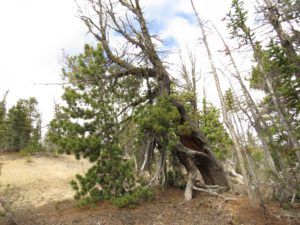 a4 whitebark (The Plateau June 27)