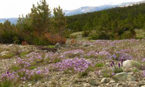 a5 jacobs ladder everywhere (Perkins Peak June 25)