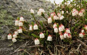 a5 white heather (The Plateau June 27)